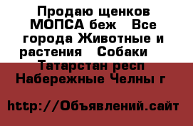 Продаю щенков МОПСА беж - Все города Животные и растения » Собаки   . Татарстан респ.,Набережные Челны г.